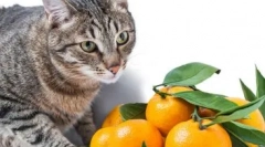 Ako odstaviť cat stúpanie na stôl